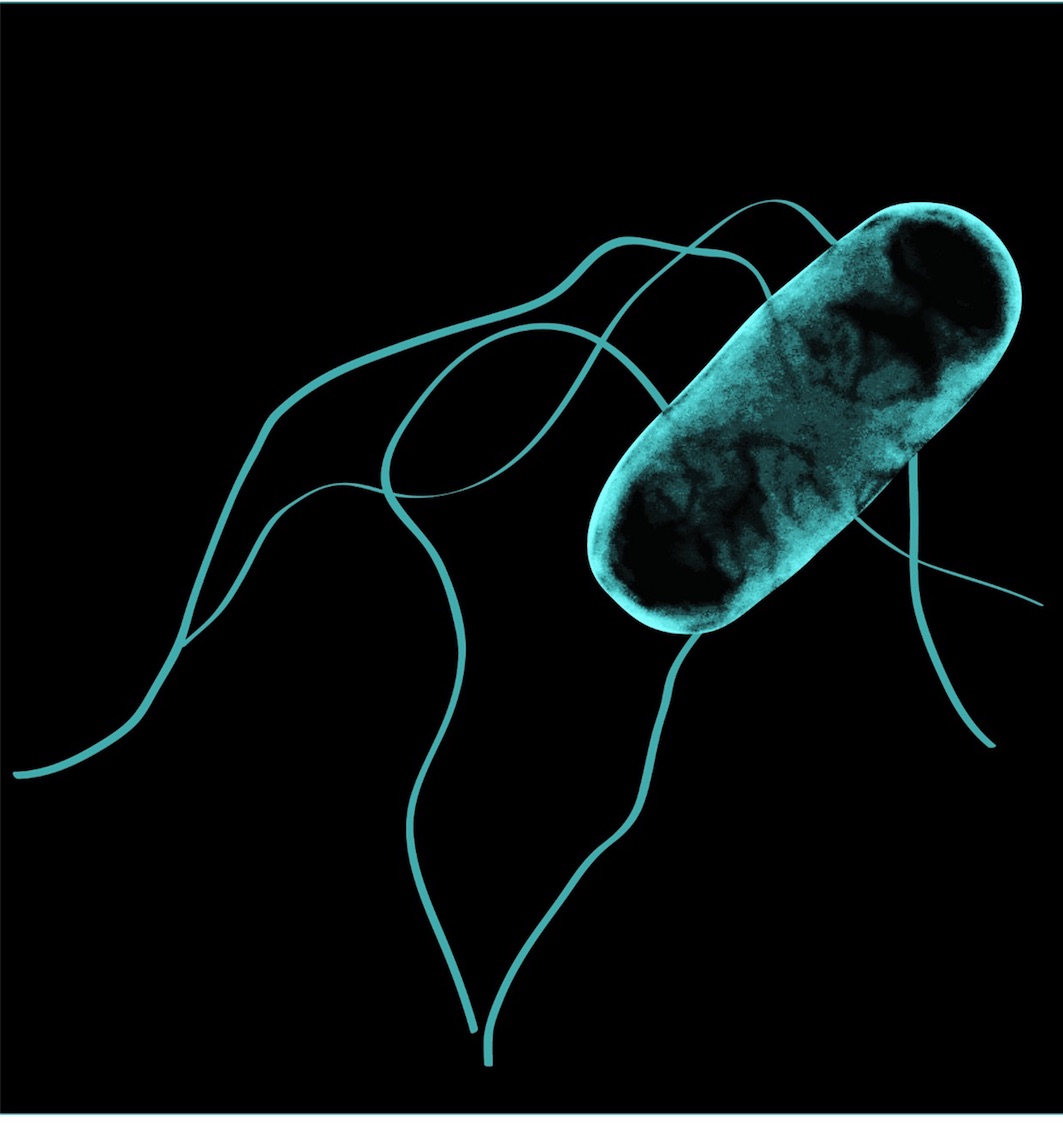 Salmonella